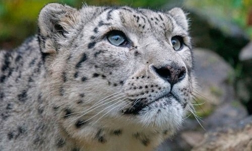 «Барыс» и «Ак Барс» решили спасти исчезающий вид животного