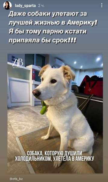 «Даже собаки улетают за лучшей жизнью в Америку». Казахстанская боксерша высказалась о жестоком обращении с животными