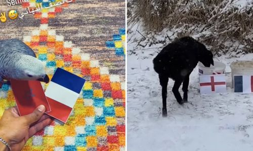 Казахстанская овца и арабский попугай сделали прогноз на ЧМ-2022 по футболу