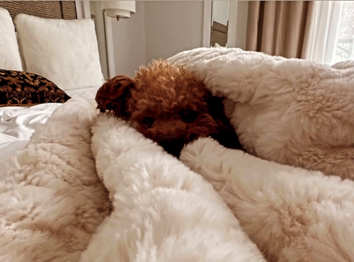 Жена Лионеля Месси показала своего пушистика в постели после ЧМ-2022. Фото