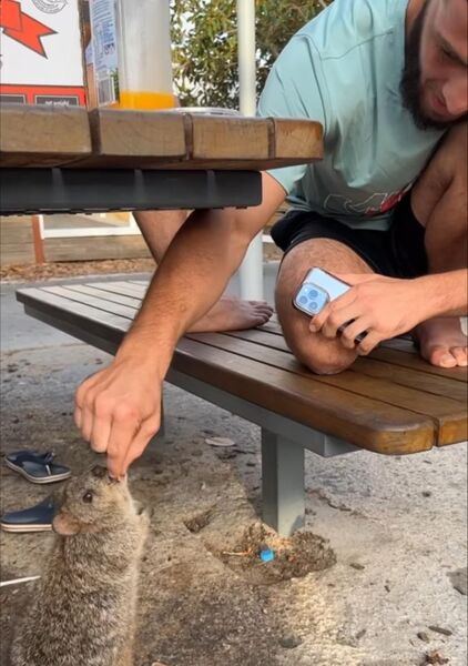 Члену команды Махачева грозит наказание за правонарушение в Австралии