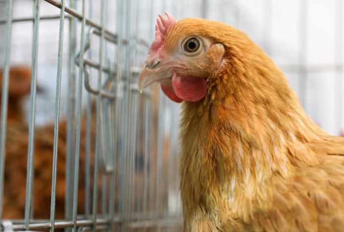 Над человечеством нависла новая угроза из-за эволюции птичьего гриппа