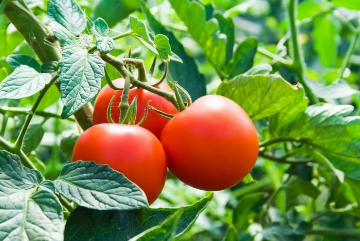Названа невероятная польза от ежедневного употребления сырых томатов