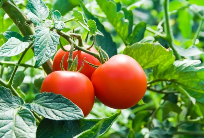 Названа невероятная польза от ежедневного употребления сырых томатов