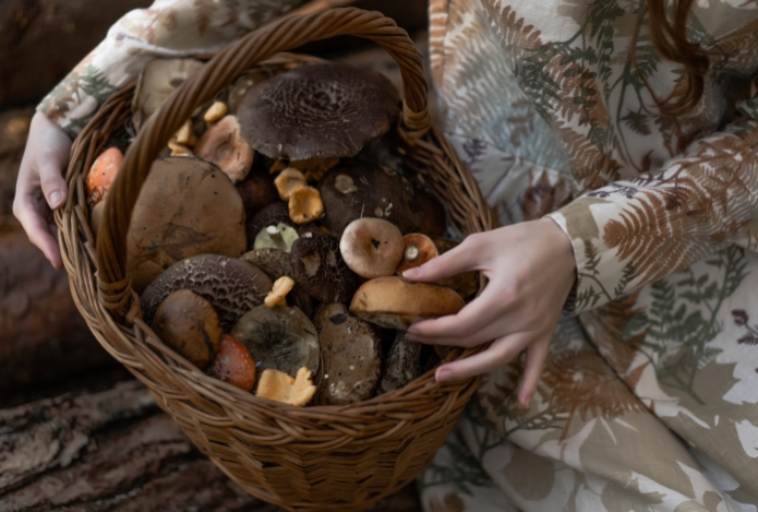 Биолог назвал уникальный гриб — очистит печень и укрепит иммунитет
