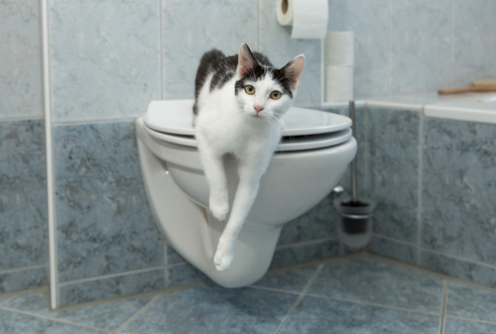 Почему нельзя долго сидеть в туалете. Три пугающие причины назвал врач