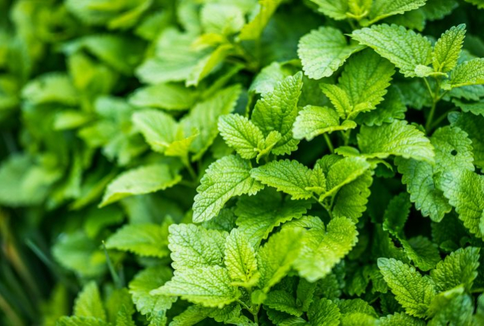 Врач назвал простой способ снизить давление без таблеток