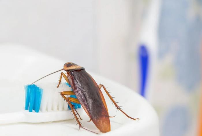 Как избавиться от тараканов раз и навсегда