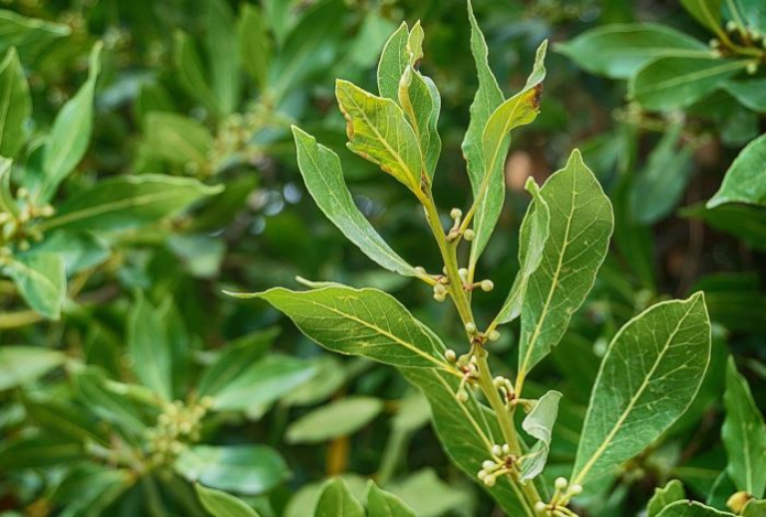 Ни один таракан не появится в доме, где есть это растение