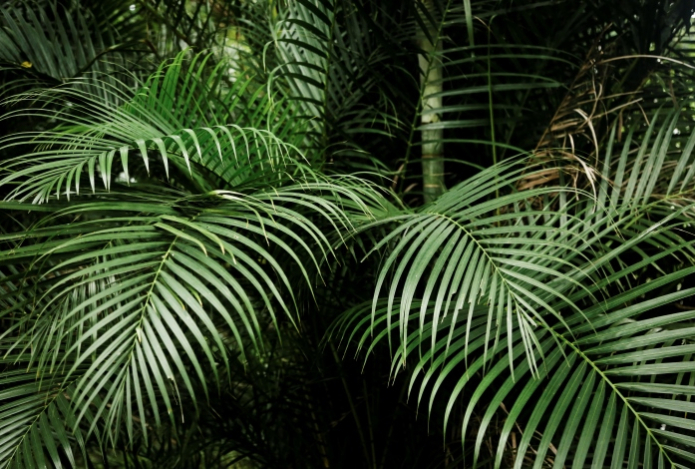 «Высосут жизнь». Эти комнатные цветы нельзя заводить старикам