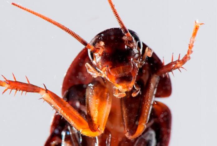 Китайский метод. Все тараканы убегают из дома за день