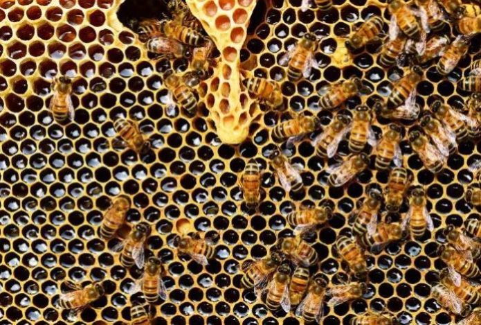 Этот мёд считается самым полезным. Он не меняет своих свойств даже после стерилизации
