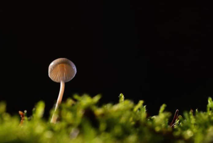 Назван самый ядовитый и опасный гриб в мире