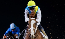 «Кабирхана зажали, все это видели». История скакуна из Казахстана получила продолжение