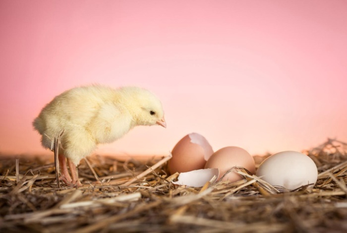 Ученые наконец выяснили, что было раньше — курица или яйцо
