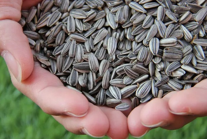 Названы пять преимуществ семян подсолнечника, и почему их следует потреблять всем