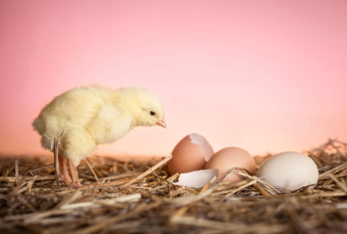 Ученые наконец выяснили, что было раньше — курица или яйцо
