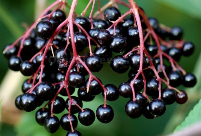 Эта ягода продлевает жизнь — защищает от рака и болезней сердца