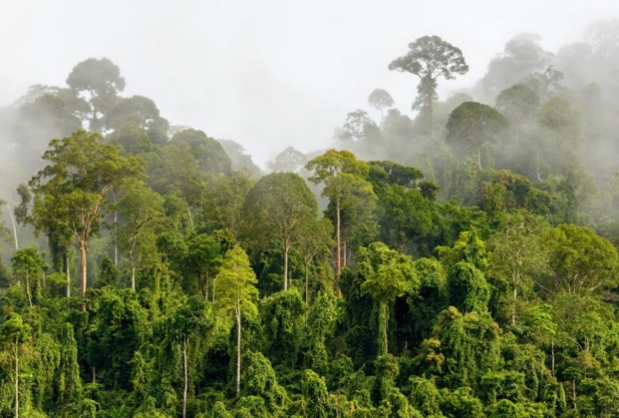 Путешественник три месяца выживал в джунглях, питаясь улитками и змеями