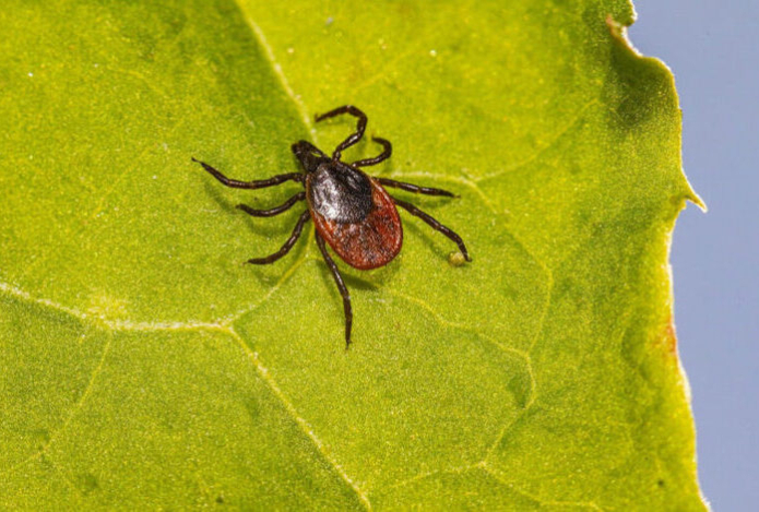 Специалист дала рекомендации по защите от укусов клещей