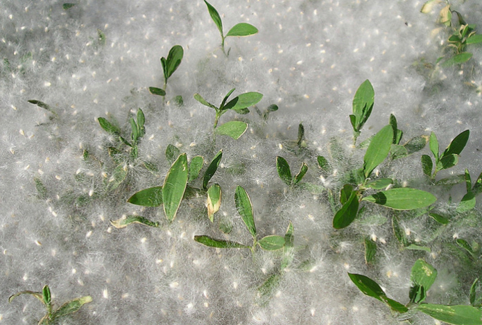 Популярный миф о тополином пухе опровергли