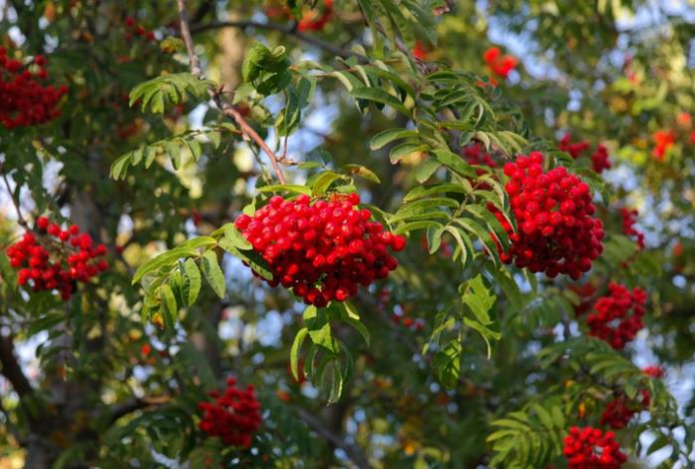 Эта ягода полезна при скачках сахара в крови. Источник витаминов А и С, антибактериальная, мочегонная