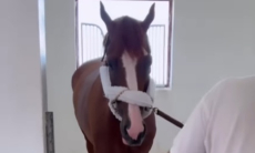 «У нас большие перемены». Владелец скакуна Кабирхана выступил с заявлением