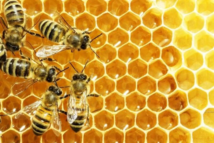 Пчеловод с 40-летним стажем назвала самый полезный мёд. Лечит анемию, богат микроэлементами и аминокислотами