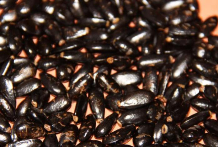 Эти семечки вызывают отравление организма — превращаются в синильную кислоту