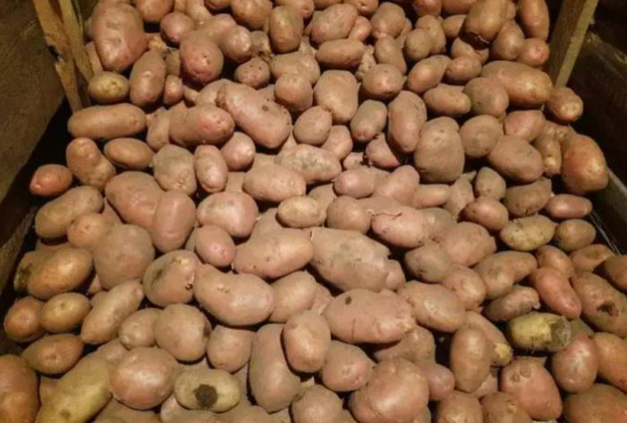 Что случится с организмом, если съесть сморщенный проросший картофель