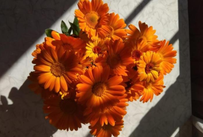 При больной печени на помощь придут эти травы — они облегчат состояние