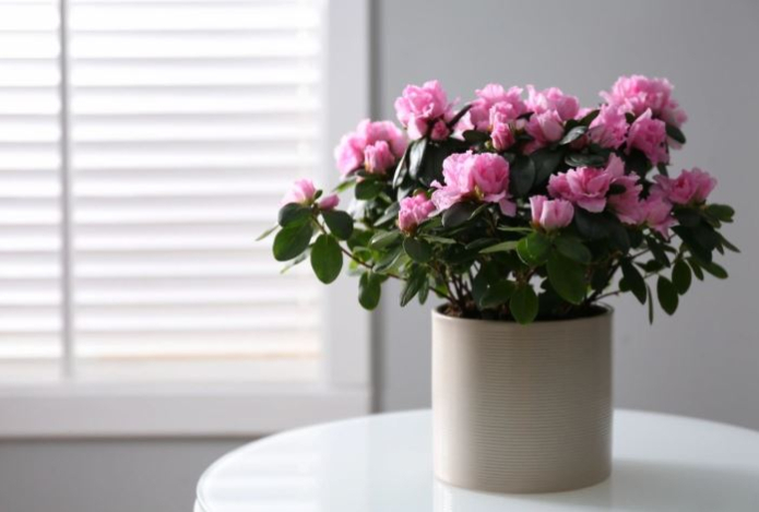 Высосут всё здоровье и энергию. Эти восемь ядовитых растений нельзя держать дома