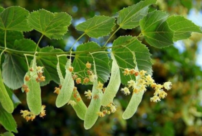 Сорвите горсть цветков с дерева и заварите. Этот чудо-напиток избавит от десятка болезней