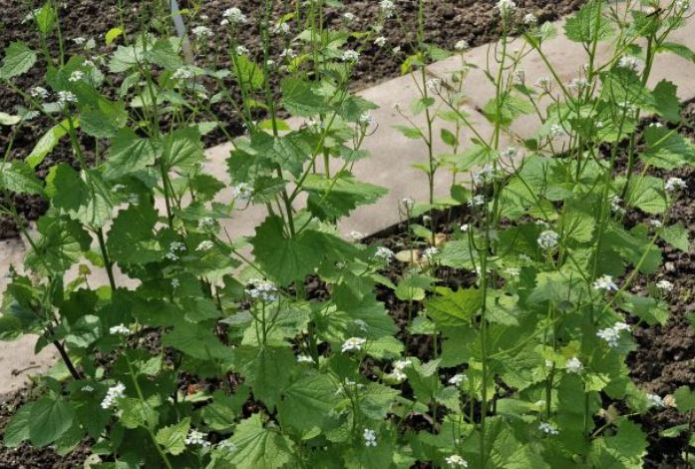 Похожа на сорняк. Названа специя, которая будет омолаживать организм и излечит от болезней