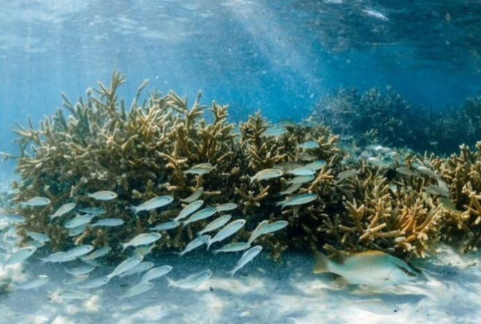 «Никогда такую не покупайте». Врач Комаровский назвал самую опасную рыбу — рискуем съесть личинки глистов