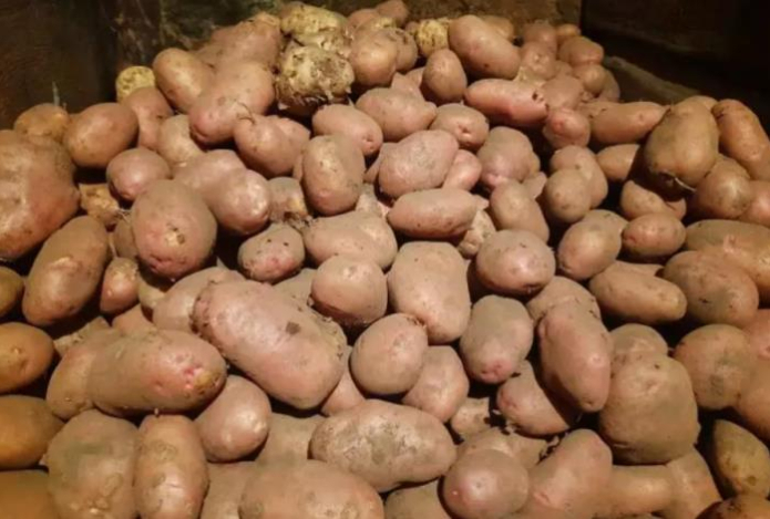 Можно ли есть старую картошку с ростками — наверняка вы не знали