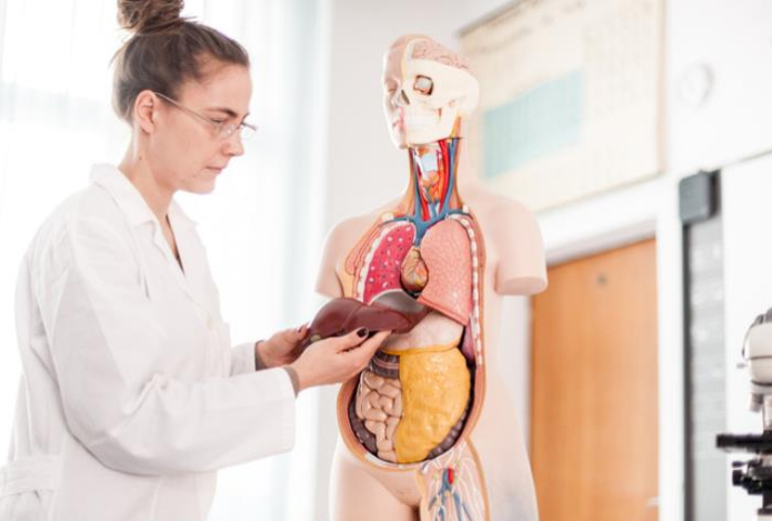 Можно ли восстановить печень при циррозе