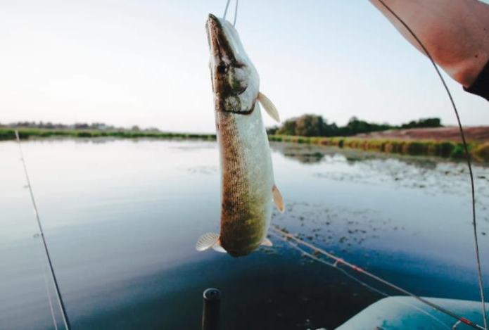 Врач назвала виды рыб, от которых с большей вероятностью можно подхватить паразитов