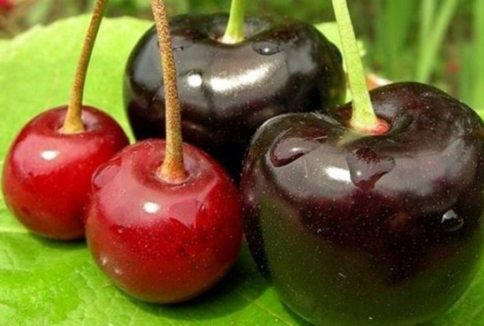 Черешня или вишня? Что и кому полезнее