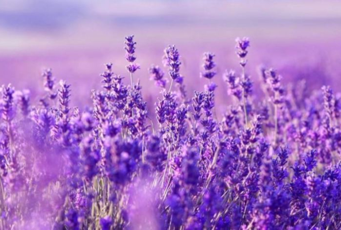 «Чудо-настойка» из этого растения — настоящий антистресс. Она уменьшает воспаление, поможет уснуть и успокоиться