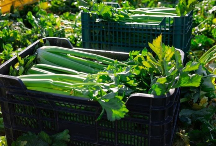 Этот продукт улучшает пищеварение и работу мозга, полезен для сердца и мышц. Богат витаминами, калием и магнием