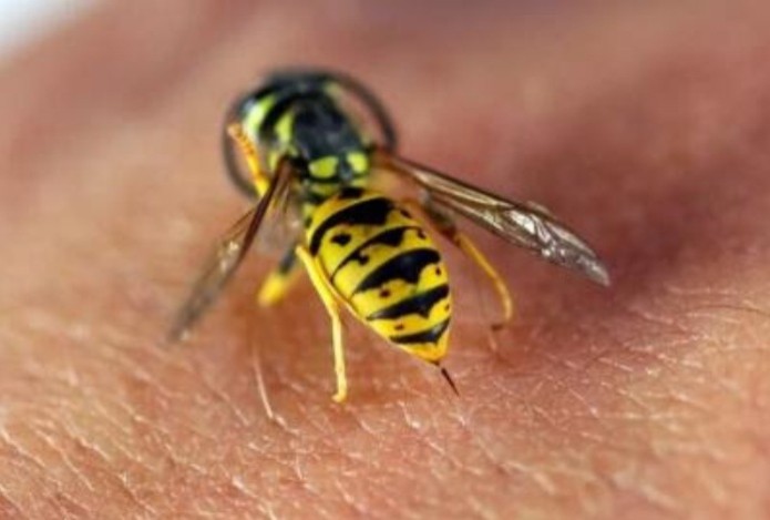Что делать, если укусила оса? Для некоторых людей ее укус может оказаться смертельным