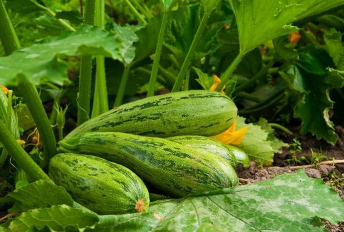 Большие или маленькие? Какие кабачки принесут максимальную пользу для здоровья