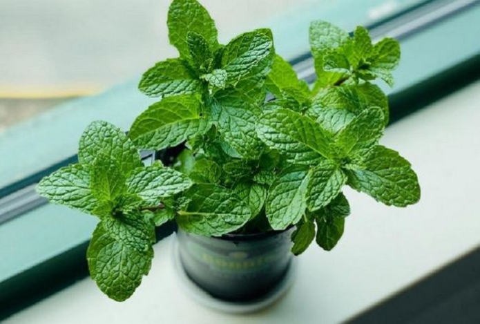 Эта простая настойка поможет улучшить пищеварение и наладить работу печени