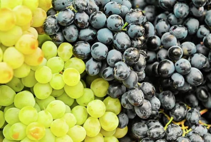 «Критичное сочетание». Врач рассказала, с чем нельзя есть виноград