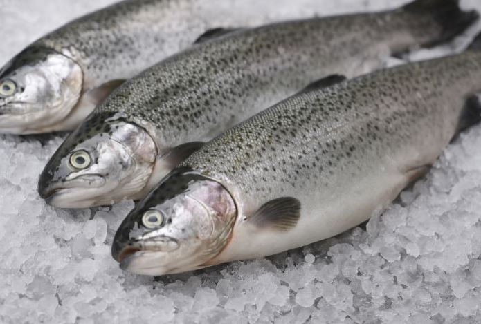 Как отличить свежую рыбу от несвежей — названы три очевидных признака