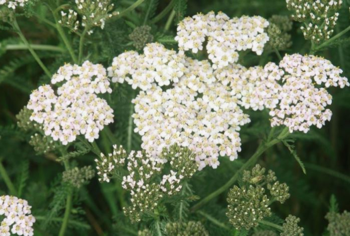 Это растение снижает воспаление в организме и оказывает желчегонный эффект. Его можно заваривать и пить как чай