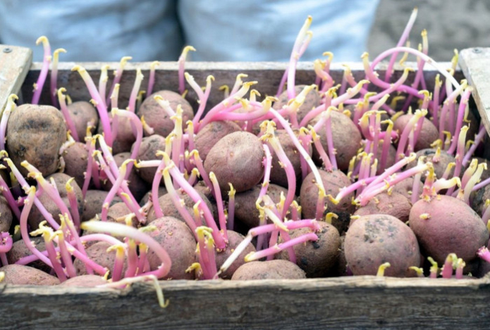 Можно ли есть старый картофель, который пророс — врачи поставили точку в многолетнем споре