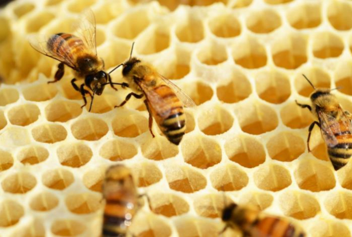 Можно ли нагревать мёд и класть его в горячий чай?