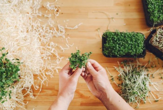 Легко вырастить дома. Врач назвал продукт, который в 100 раз лучше борется с раком